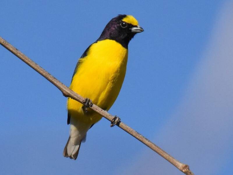 Euphonia de Vieillot, Photos 3