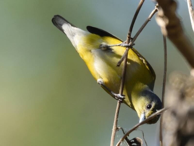 Euphonia de Vieillot, Photos 4