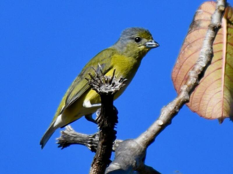 Euphonia de Vieillot, Photos 2
