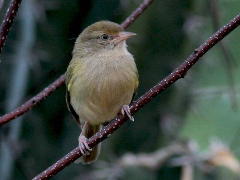 Vireo nano di macchia