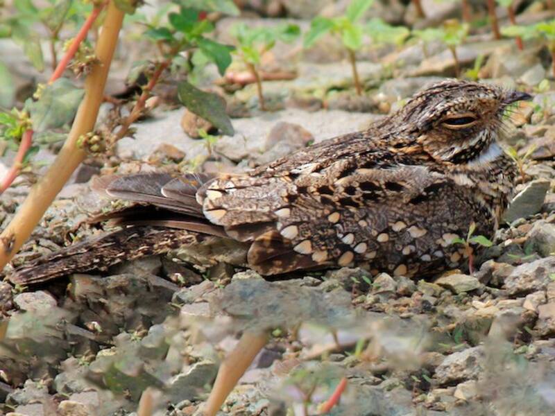 Scrub Nightjar