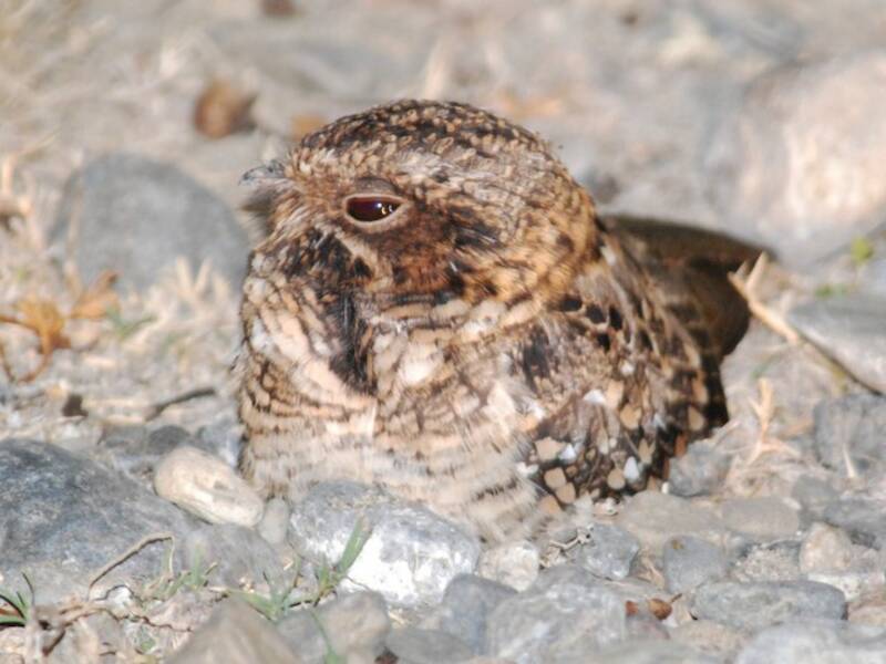 Scrub Nightjar, 照片 3