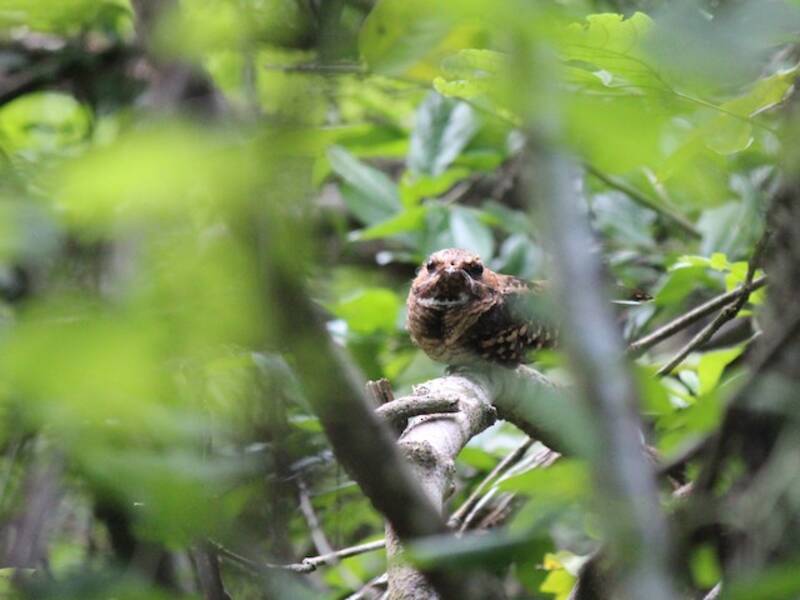 Scrub Nightjar, 照片 2