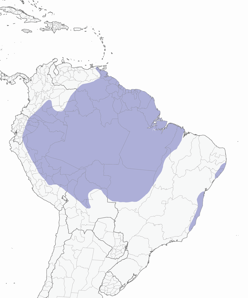 Piha chillona, Distribución 1