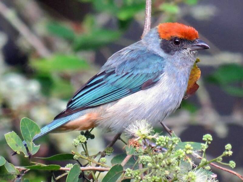 Scrub Tanager, Photos 2