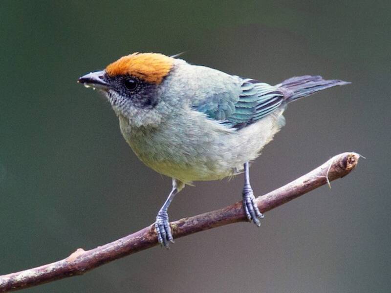 Scrub Tanager, Photos 4