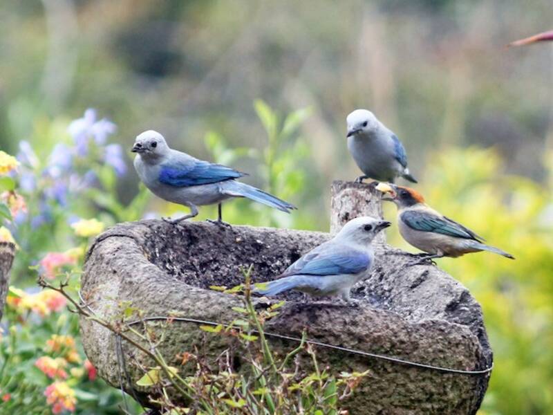 Scrub Tanager, Photos 3