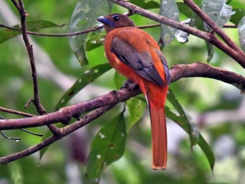 Trogón Rabadilla Escarlata