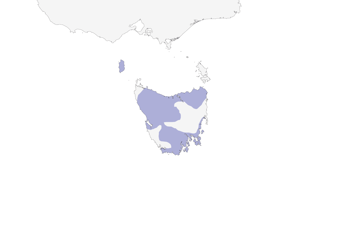 Acanthize des brousses, Distribution 1