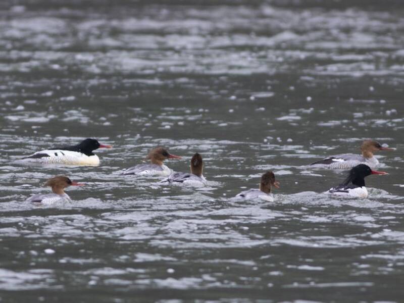 Scaly-sided Merganser