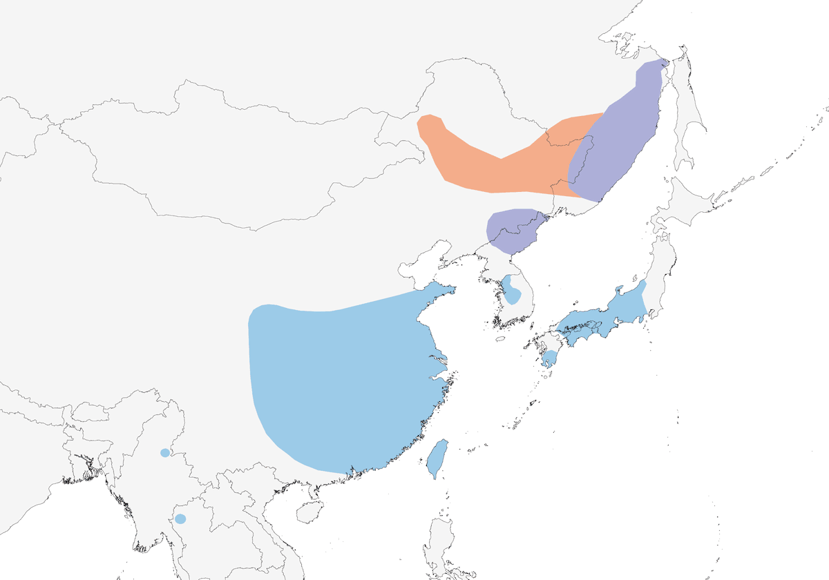 Serreta China, Distribución 1