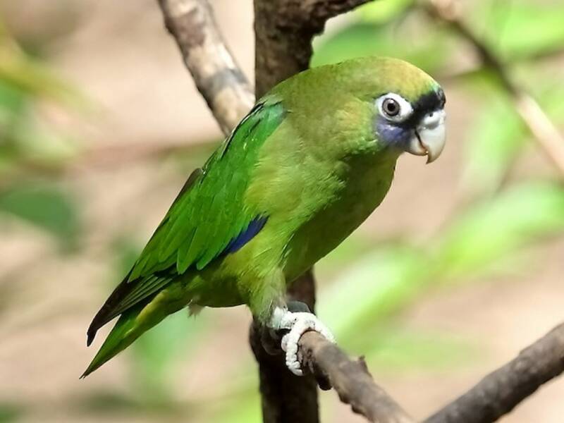 Scarlet-shouldered Parrotlet, Photos 2