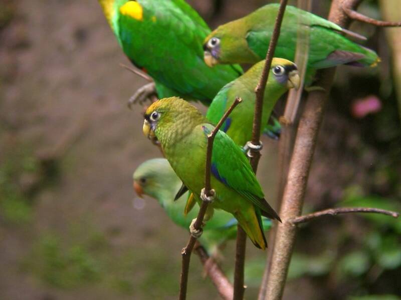 Scarlet-shouldered Parrotlet, Photos 4