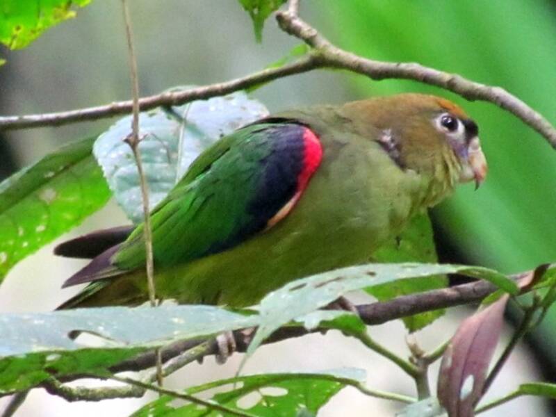 Scarlet-shouldered Parrotlet, Photos 3