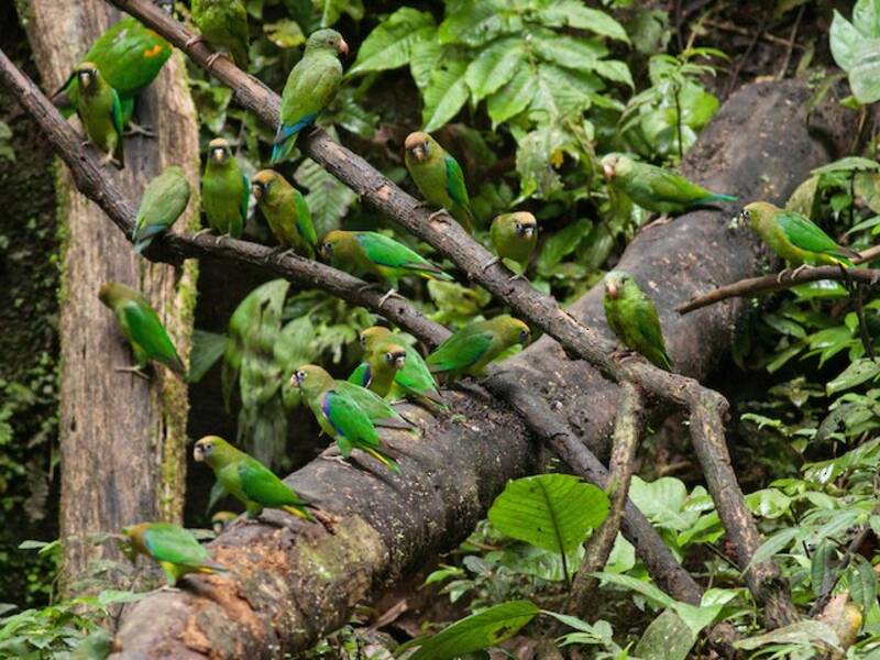 Scarlet-shouldered Parrotlet