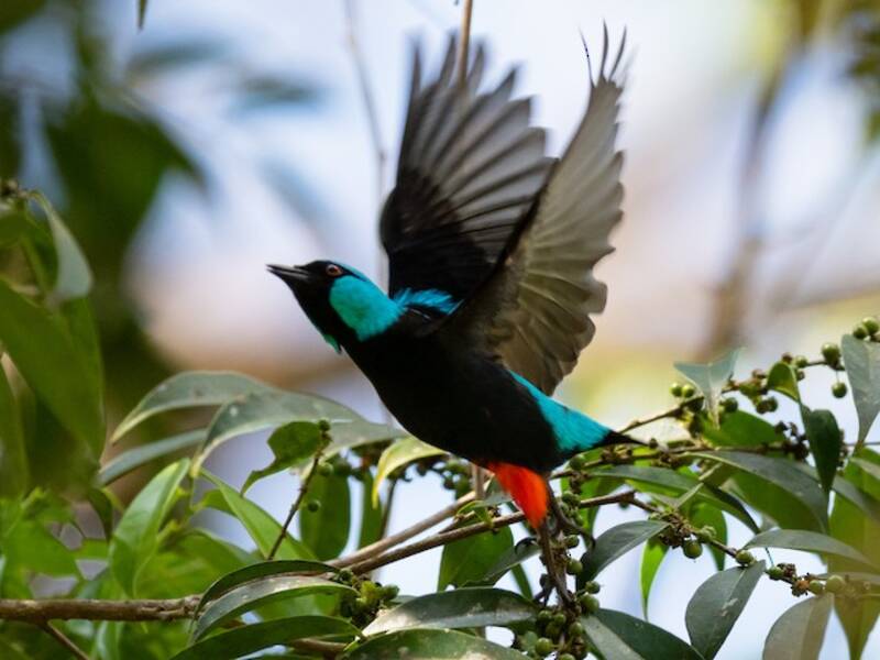 Scarlet-thighed Dacnis, 照片 3