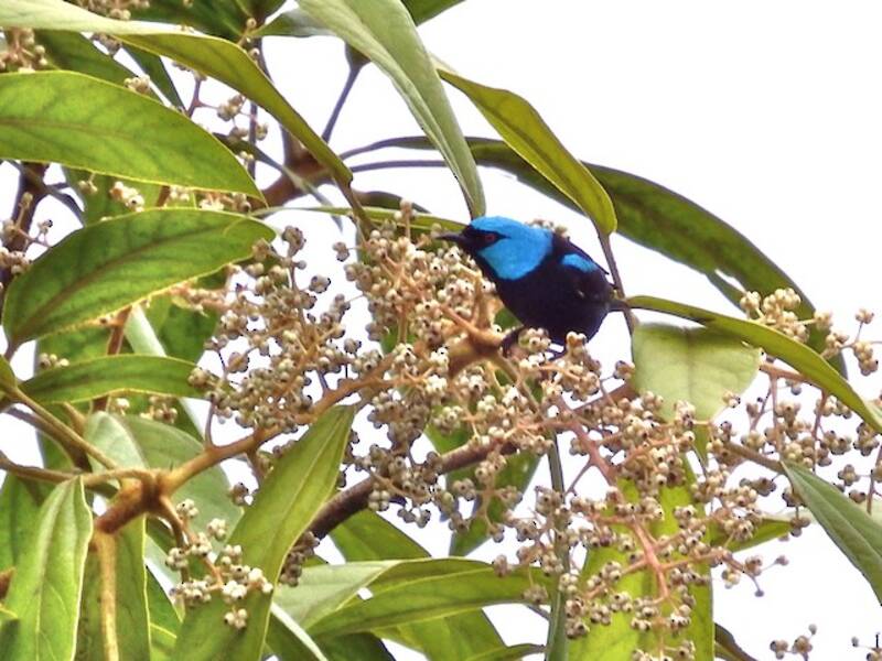 Scarlet-thighed Dacnis, 照片 4