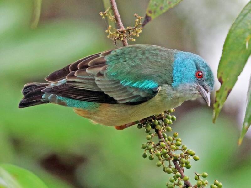 Scarlet-thighed Dacnis, 照片 2