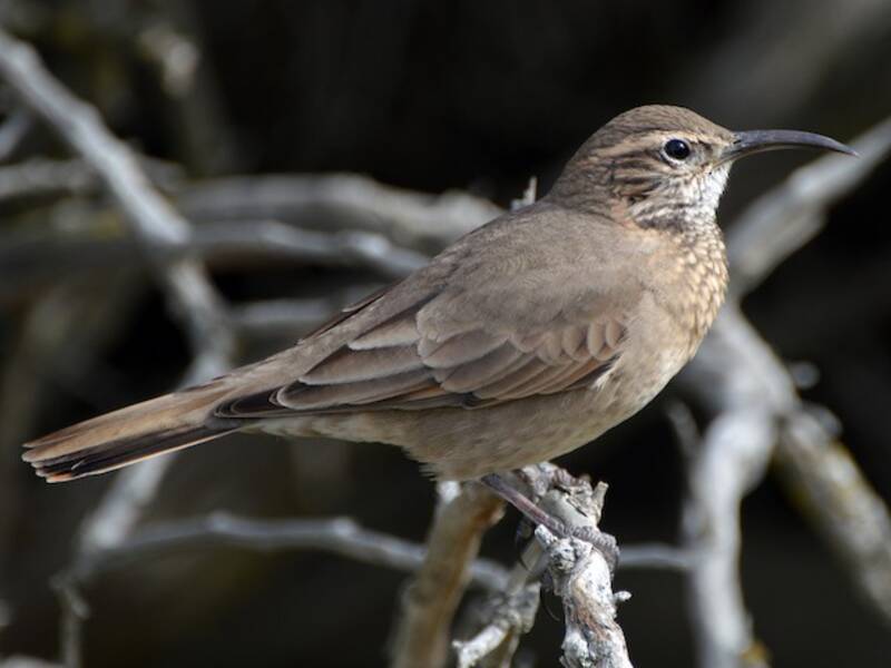 Scale-throated Earthcreeper