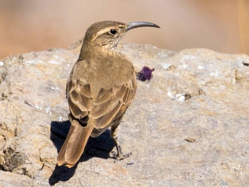 Scale-throated Earthcreeper, 照片 3
