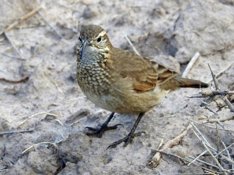 Scale-throated Earthcreeper, 照片 2