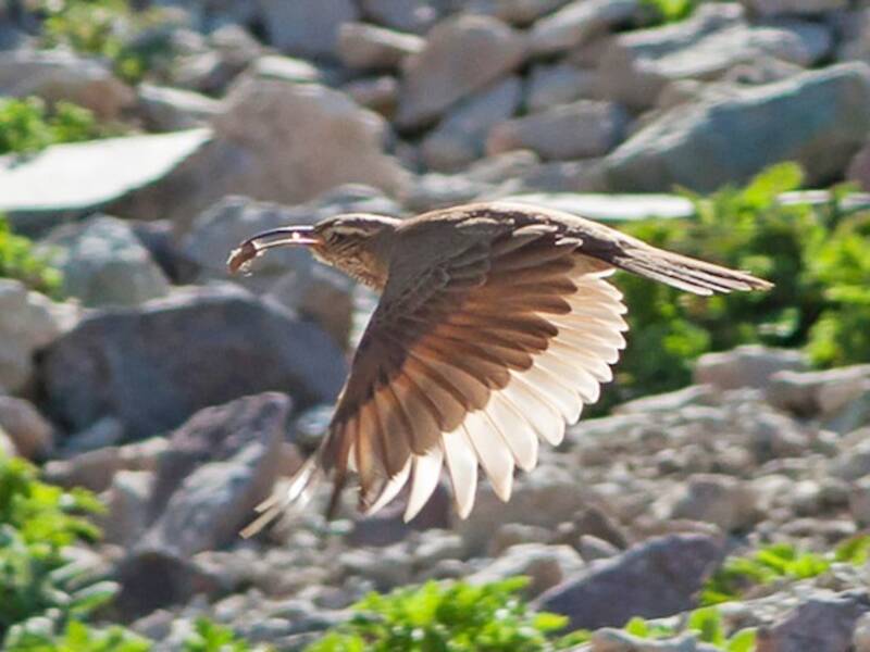 Scale-throated Earthcreeper, 照片 4