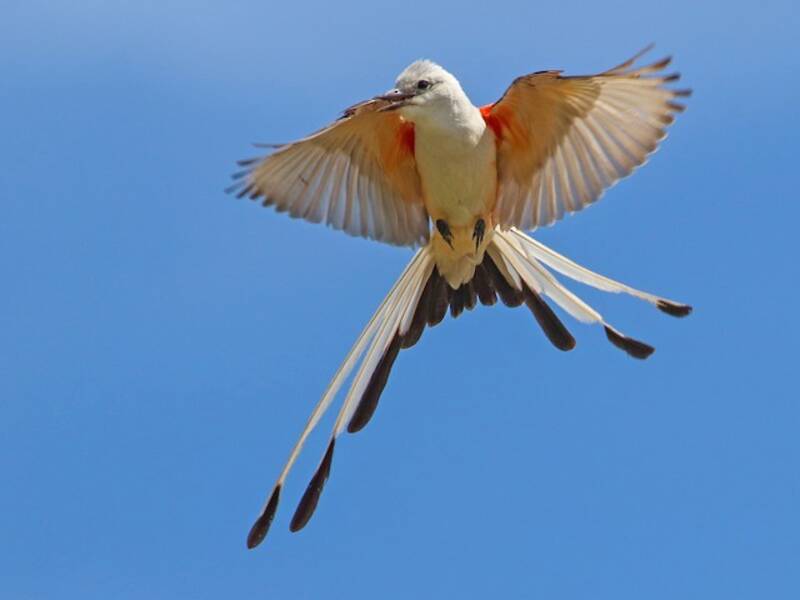 Scissor-tailed Flycatcher, 照片 4