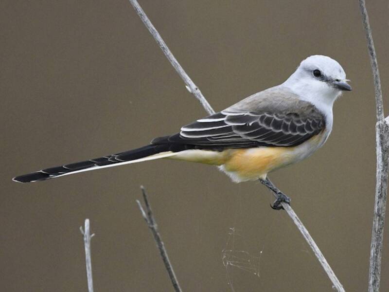 Scissor-tailed Flycatcher