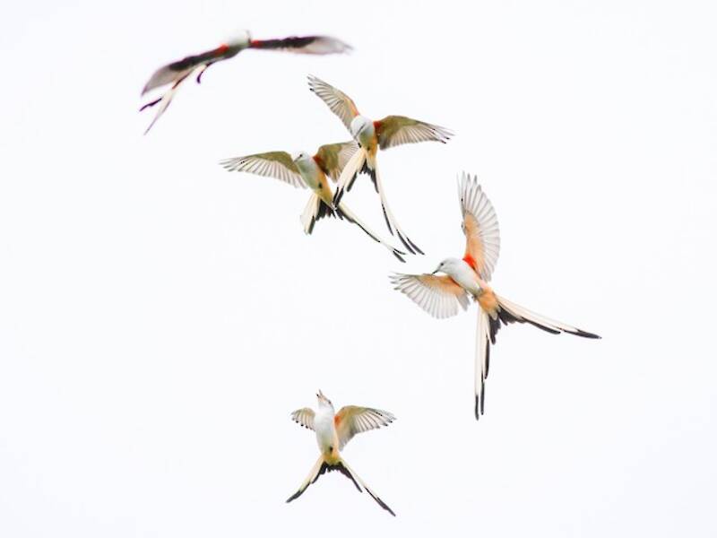 Scissor-tailed Flycatcher, 照片 2