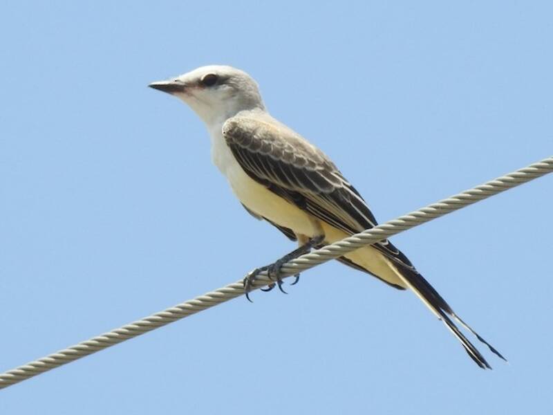Scissor-tailed Flycatcher, 照片 3