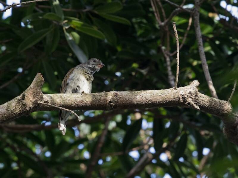 Indicador de Garganta Escamosa, Fotos 4