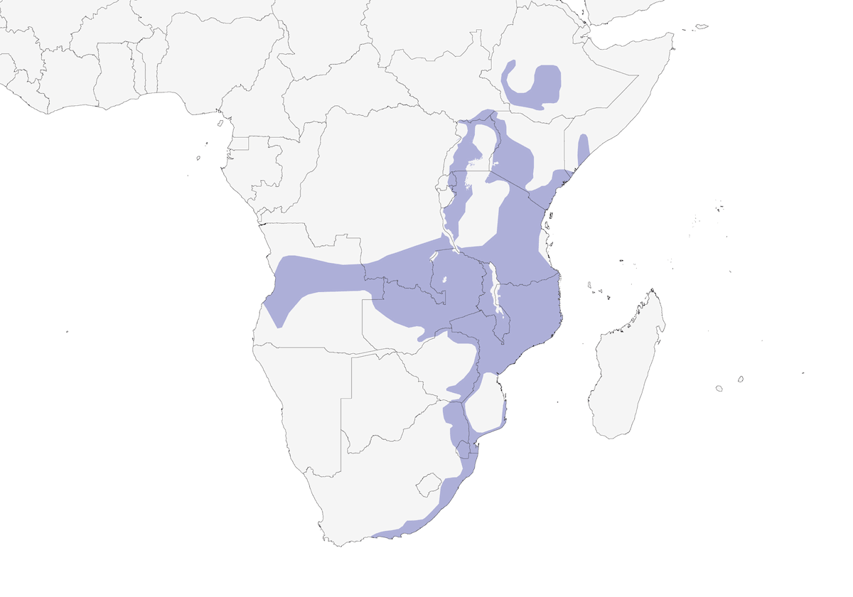 Indicador de Garganta Escamosa, Distribución 1