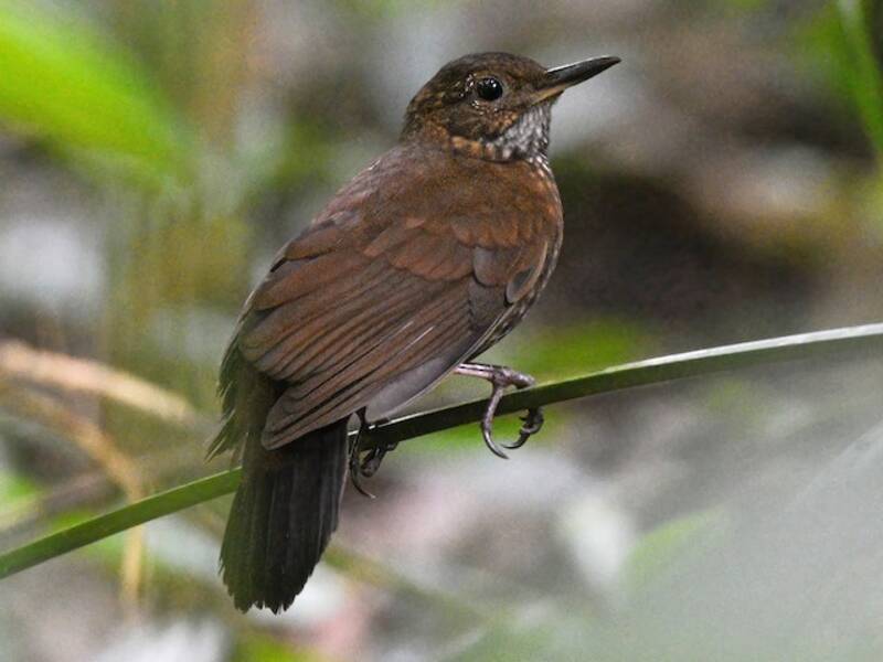 Scaly-throated Leaftosser