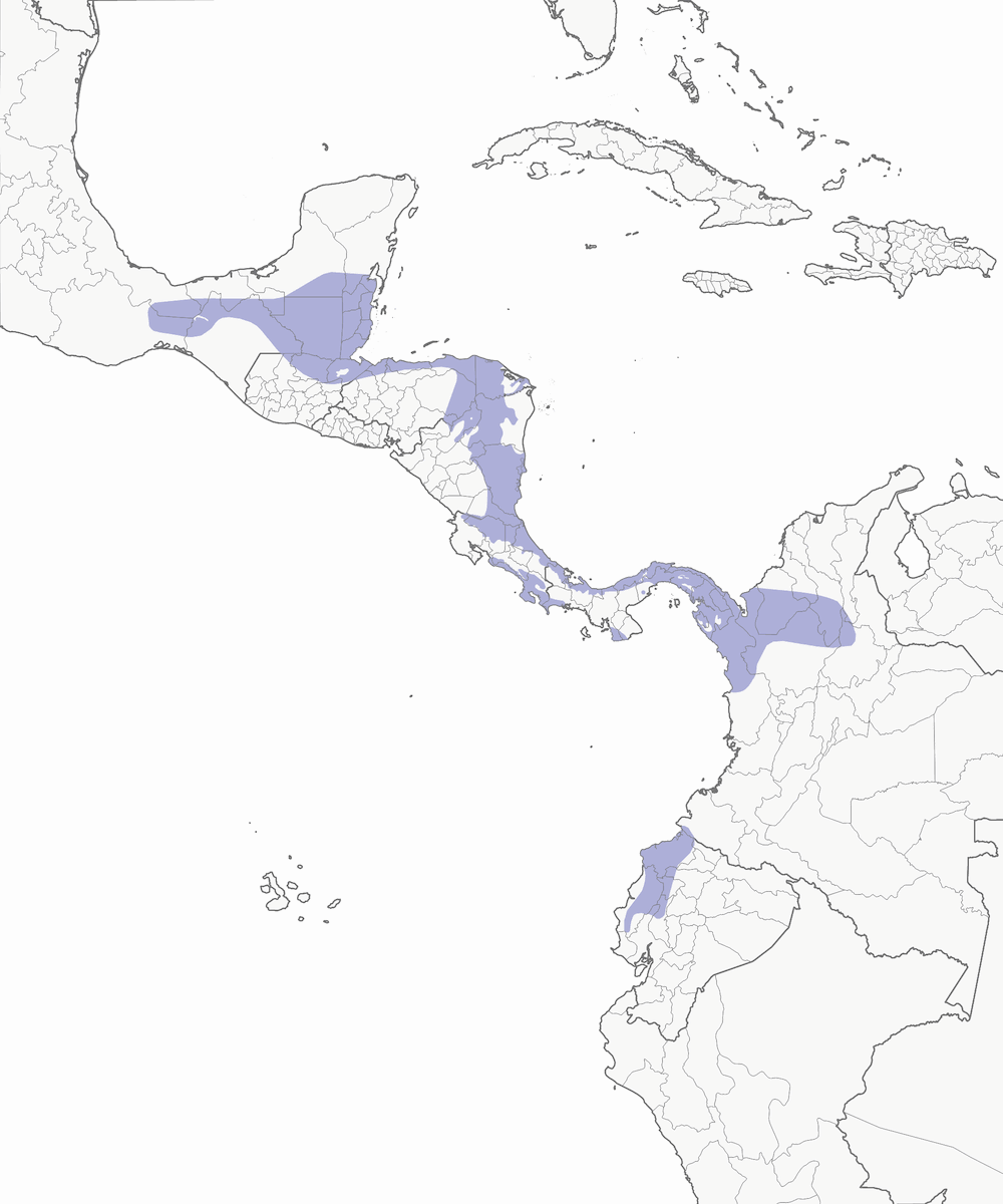 Scleruro golasquamata, Distribuzione 1