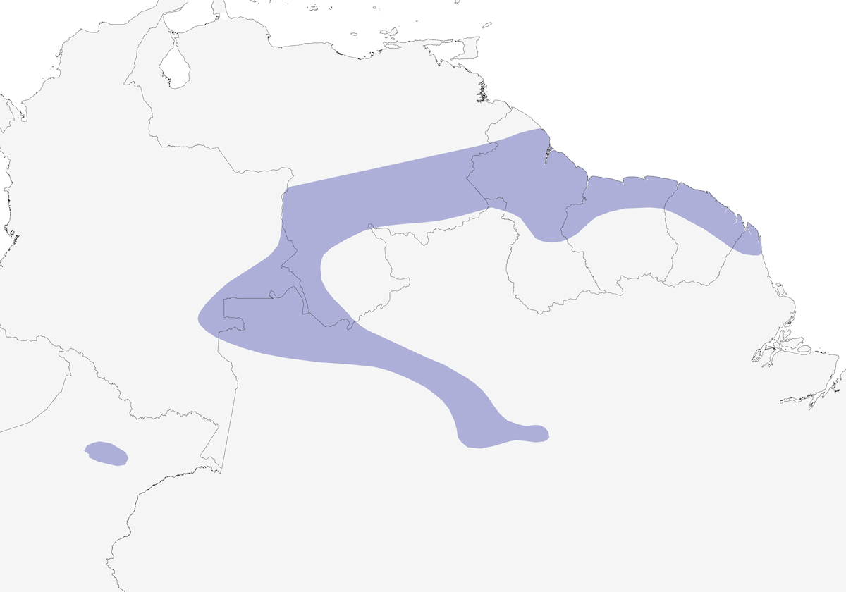 Manachino tiranno crestazafferano, Distribuzione 1