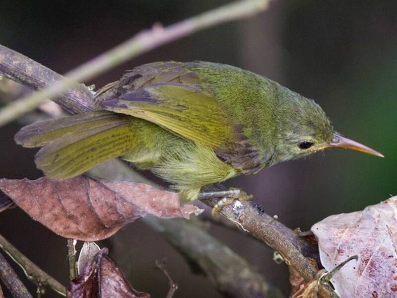 Fraser's Sunbird, 照片 4