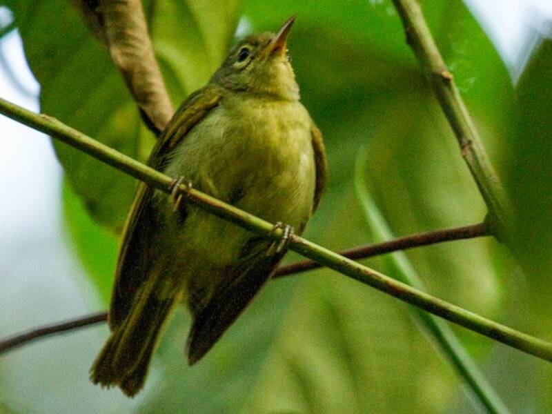 Fraser's Sunbird, 照片 2