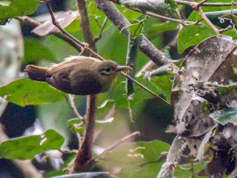 Fraser's Sunbird - Deleornis fraseri