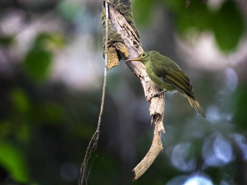 Fraser's Sunbird, 照片 3