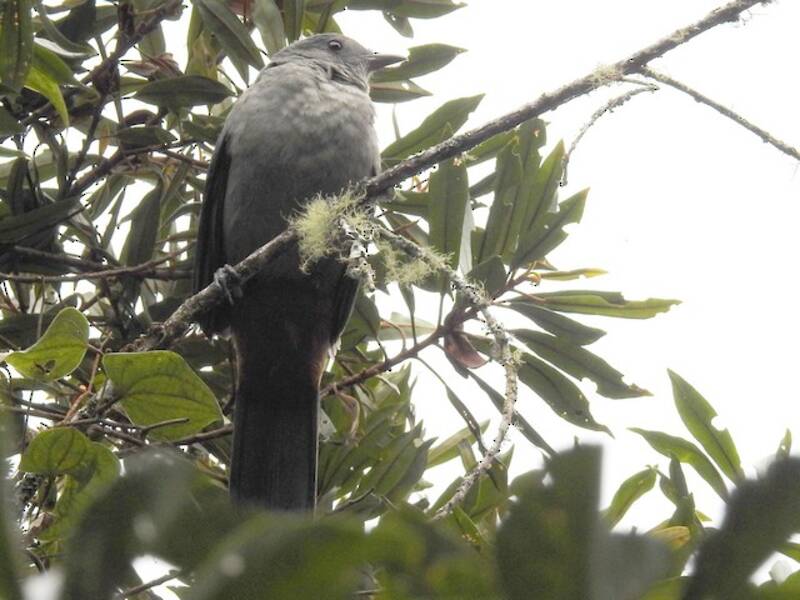 Piha alisciabola, Foto 4