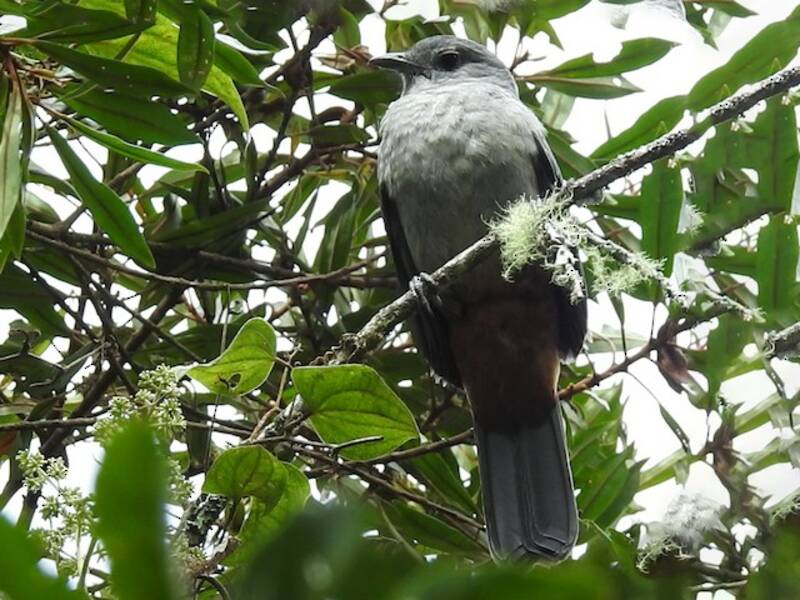 Scimitar-winged Piha