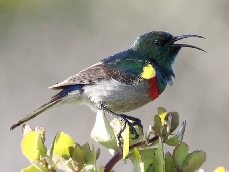 Nettarinia dal doppio collare meridionale, Foto 4