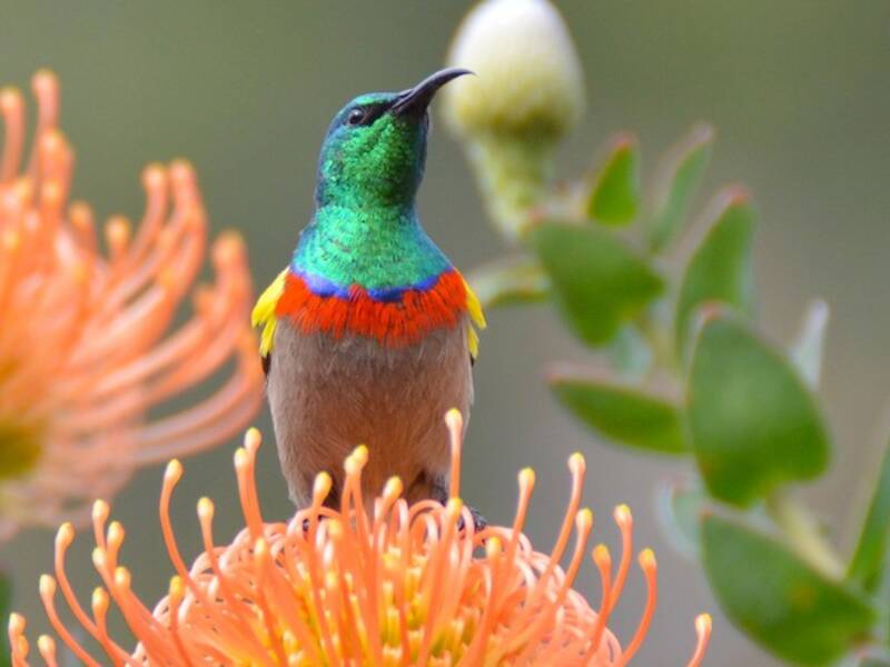 Southern Double-collared Sunbird
