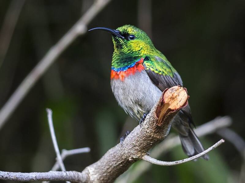 Nettarinia dal doppio collare meridionale, Foto 3