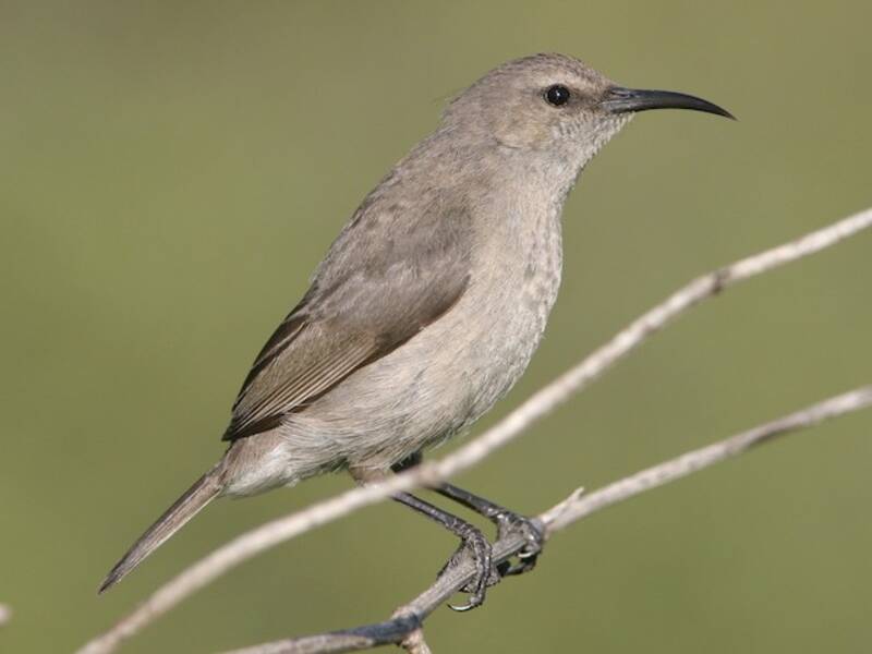Nettarinia dal doppio collare meridionale, Foto 2