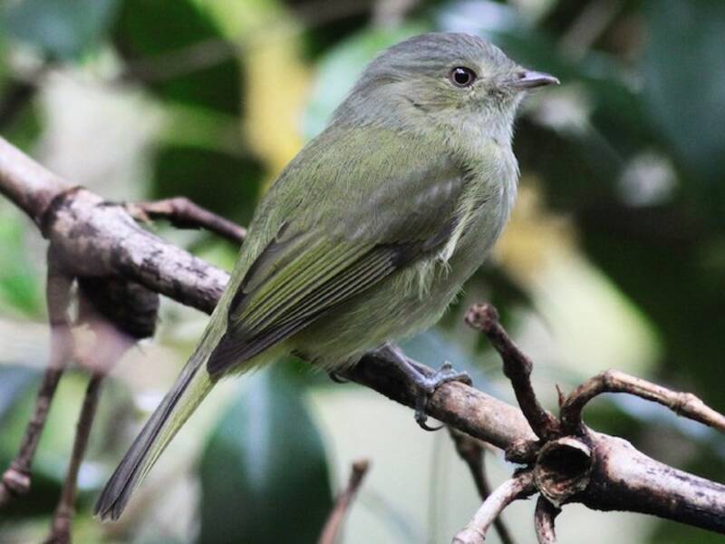Serra-do-Mar-Manakin, Fotos 4