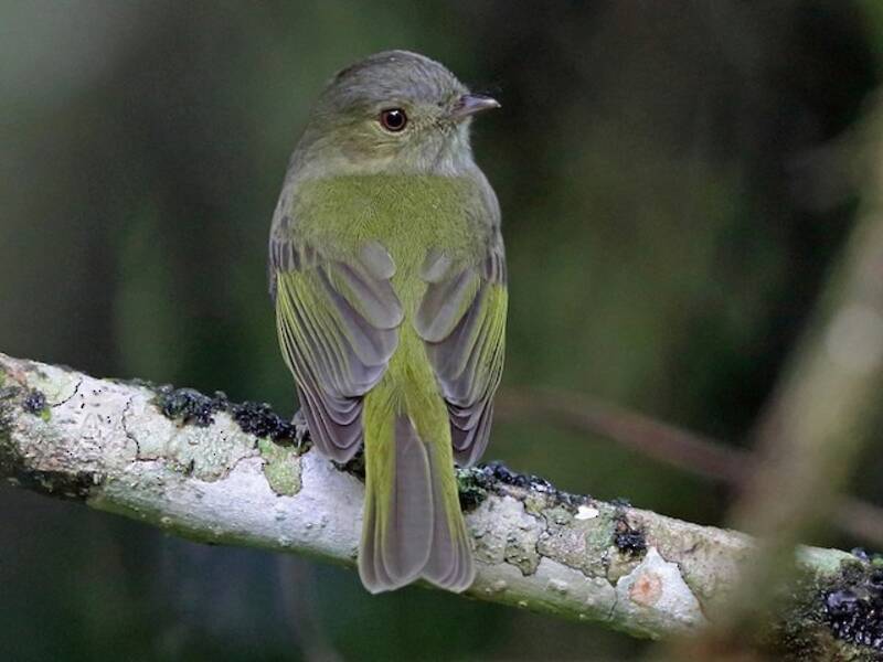 Serra-do-Mar-Manakin, Fotos 3