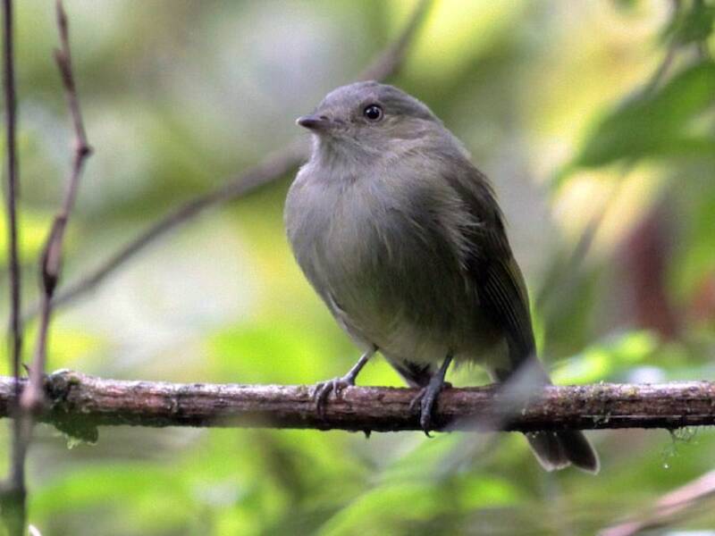 Serra-do-Mar-Manakin, Fotos 2