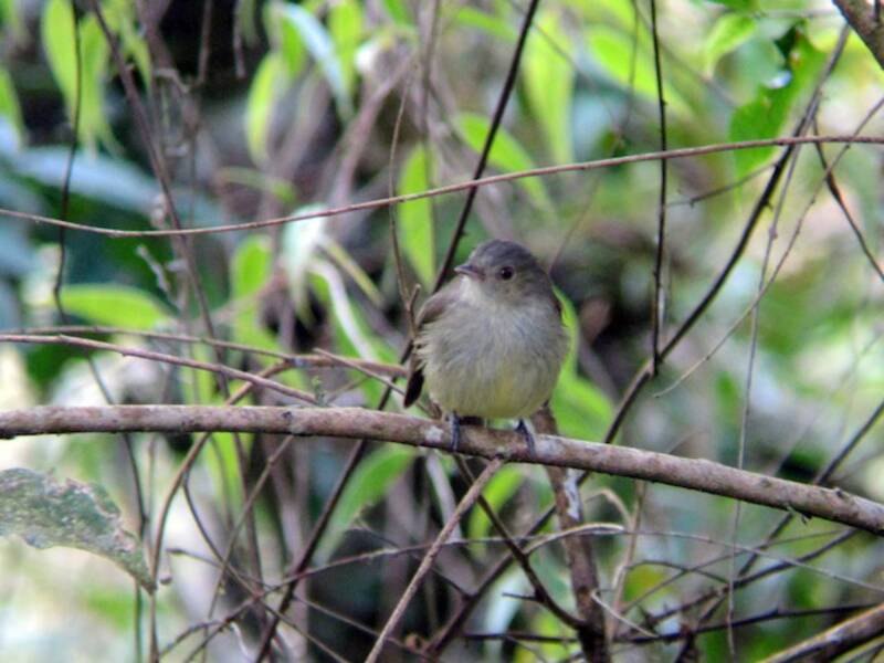 Serra-do-Mar-Manakin