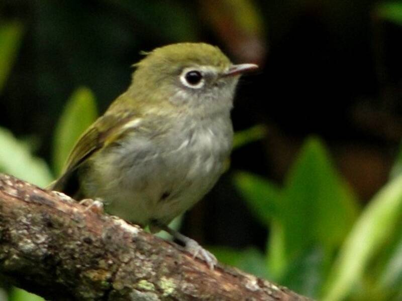 Serra do Mar Bristle-Tyrant, Photos 2